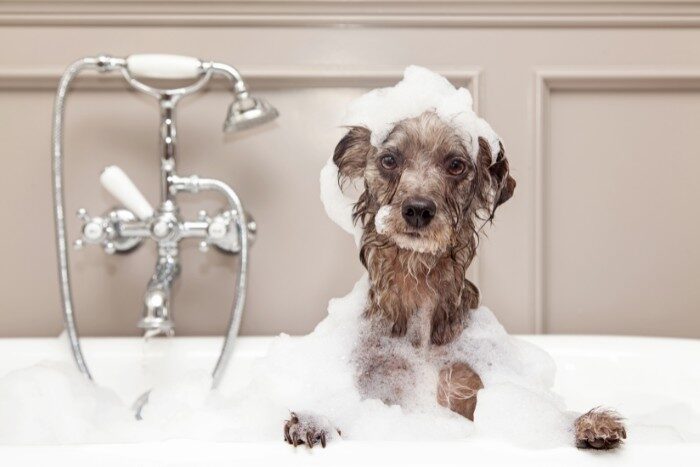 Bathing pets with soft water that prevents dry skin