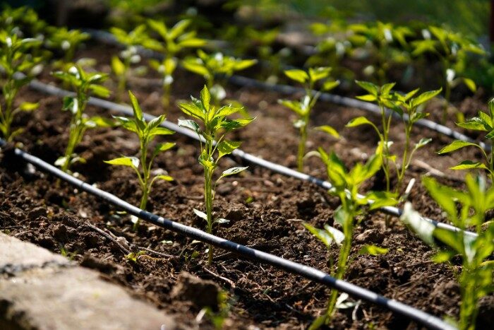 Sustainable water conservation technique for home gardens