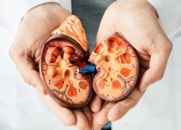 Visual of kidney anatomy to discuss kidney stone risks from water hardness