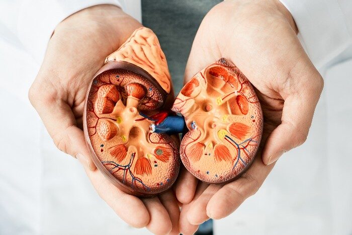 Visual of kidney anatomy to discuss kidney stone risks from water hardness