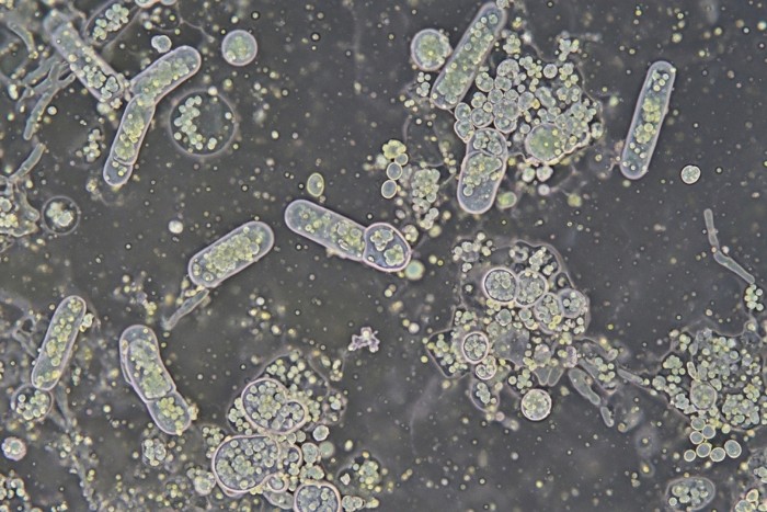 Microscope view of bacteria in water